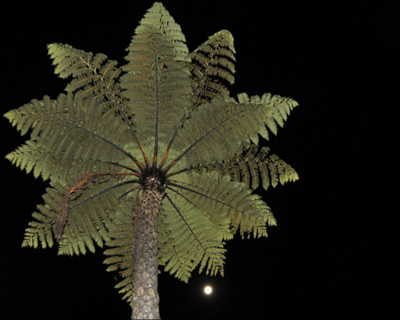 Moon Under A Palm
