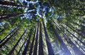 The Redwoods Of Hamurana Springs 