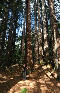 Scale Of Trees In Whakarewarewa Forest
