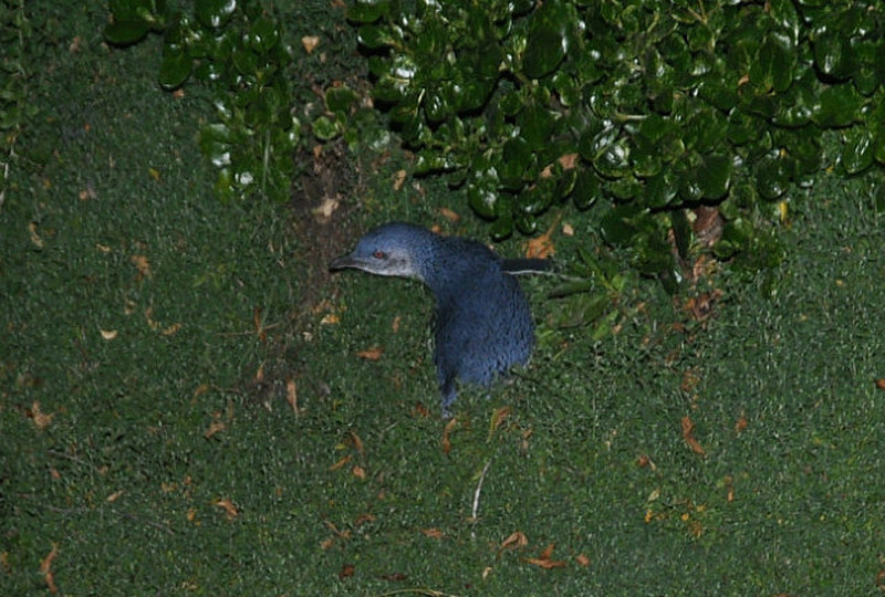 Little Blue Penguin Near Burrow
