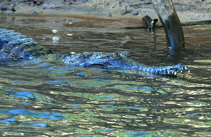 Fresh Water Croc- &#39;Freshie&#39;