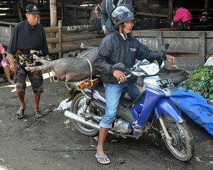 Pig Transport