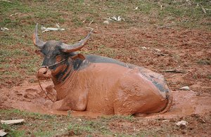 Wet Mud Keeps Buffalo Appetite High