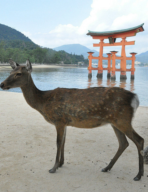 Posing In Front Of Shrine