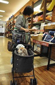Stroller For Dogs