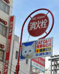 Cat Cafe Signs