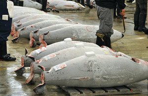 Frozen Tuna To Be Auctioned