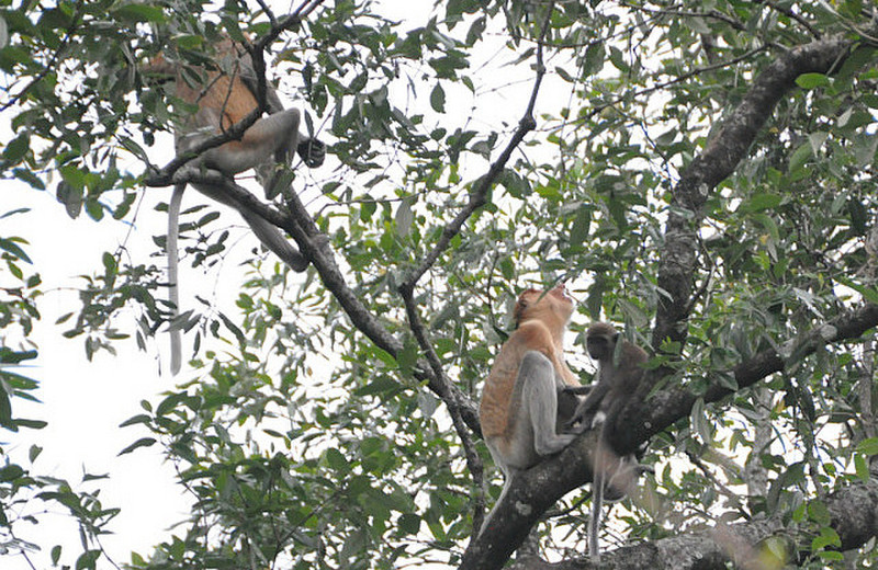 Proboscis Monkey Family