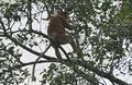 proboscis monkey 