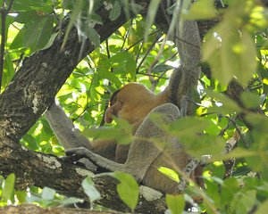 Male Proboscis Monkey 