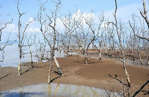 Mangroves Dying