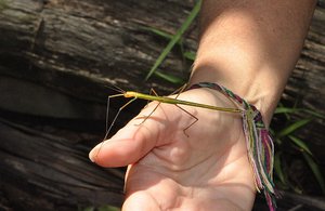 Stick Insect On DH