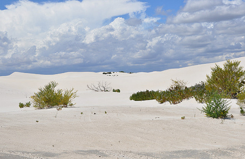Dunes With Green