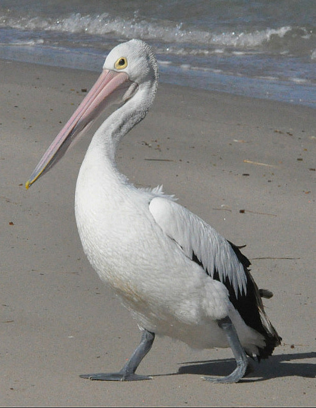 Kalbarri Pelican 