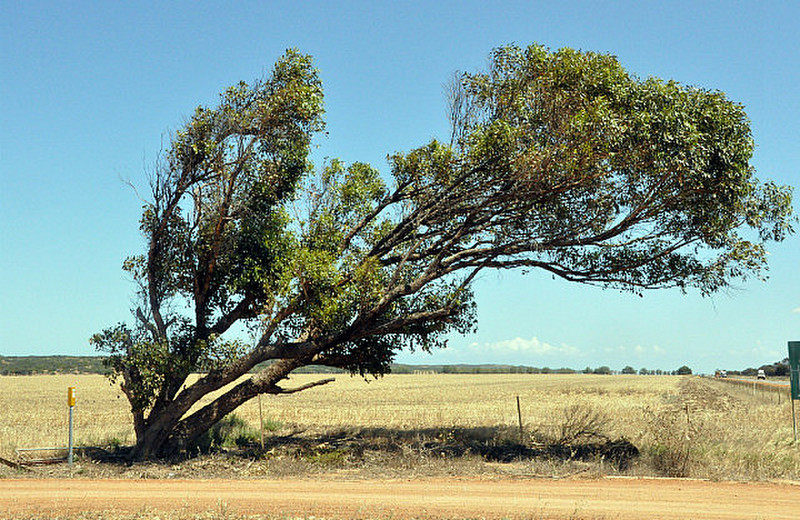 Bending With The Wind Near Greenough 