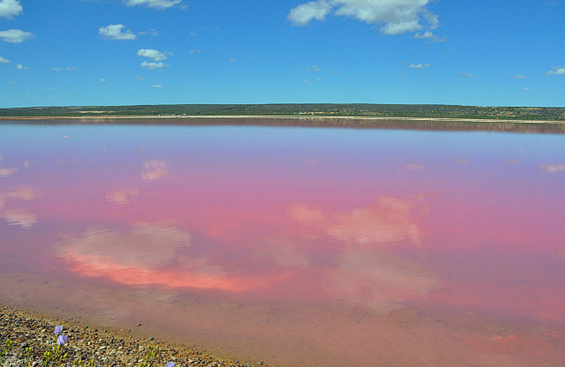 Pink Lake At Port Gregory