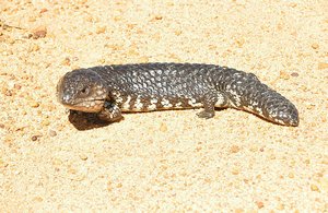 Lizard Tail Shaped Like Head To Confuse Predators