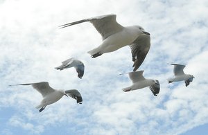 Swarm Of Gulls
