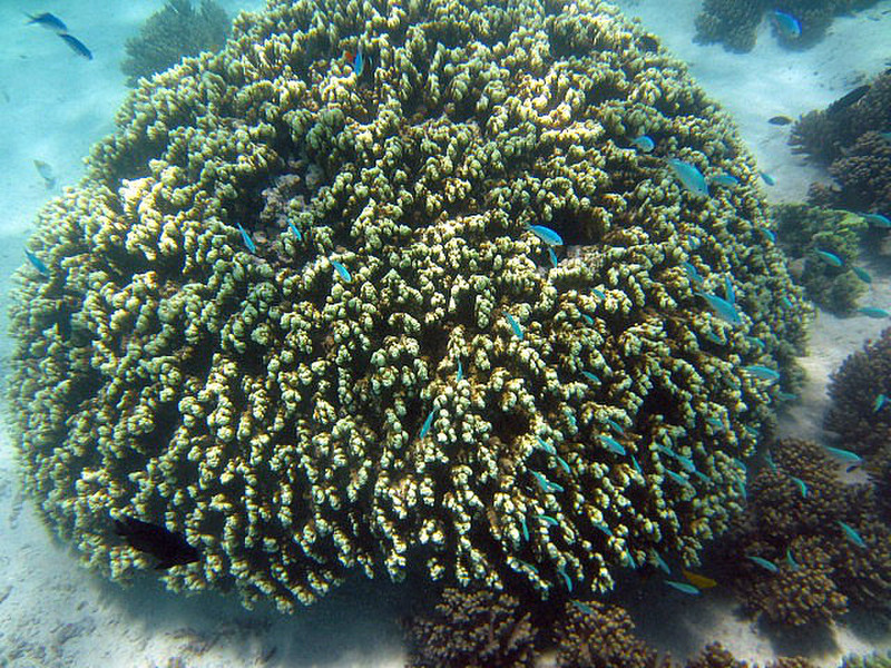 More Coral
