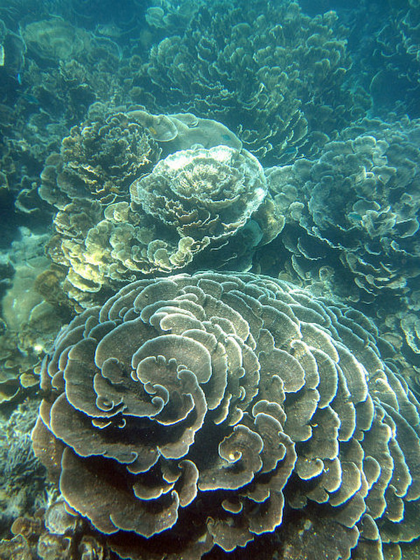 Even More Coral