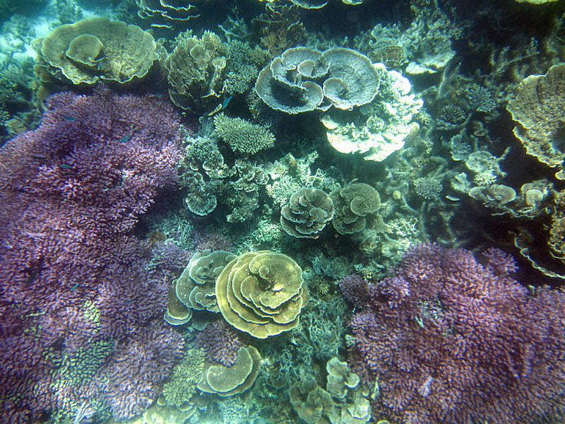 More Coral Gardens