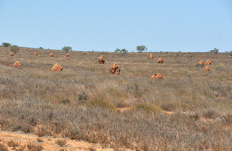 Fields Of Termite Mounds