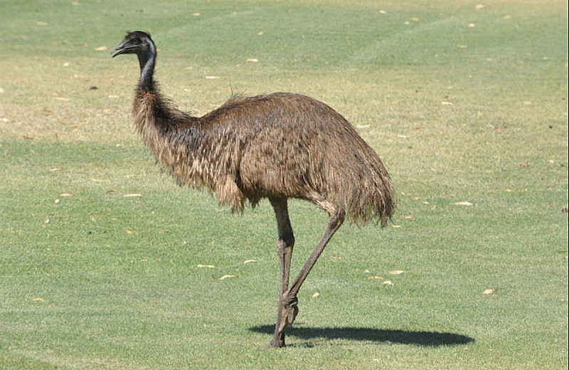 Emu On The Loose