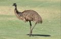 Emu On The Loose