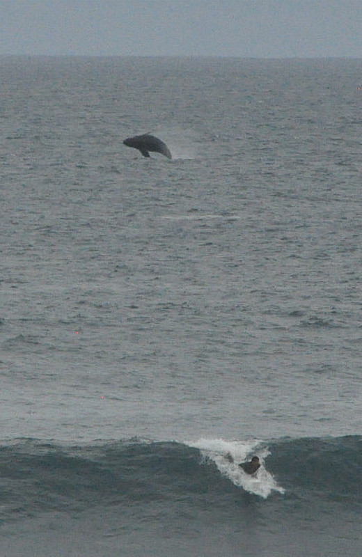 Surfer And Whale