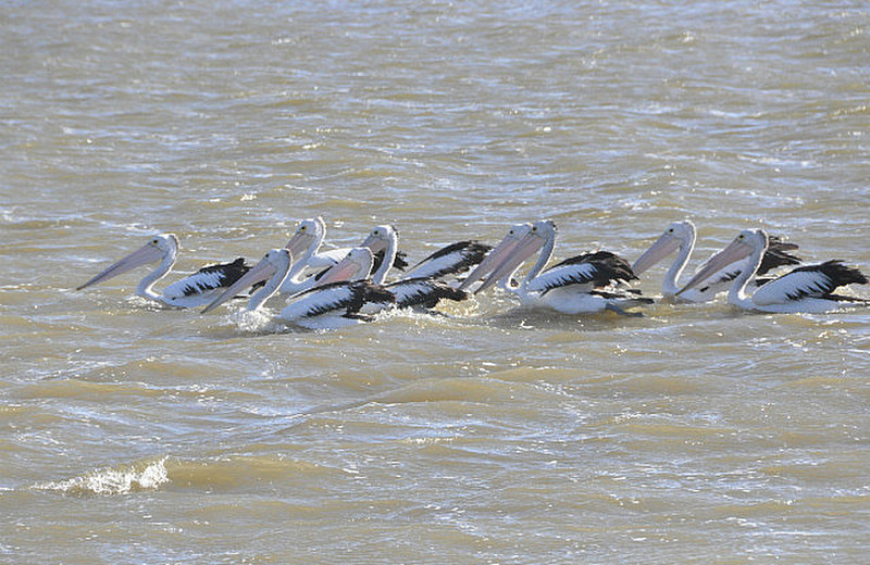 Squadron Of Pelicans