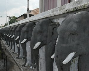 Elephant Guardians