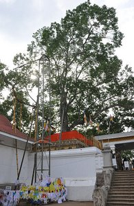 &quot;Sri Maha Bodhi&quot; Tree