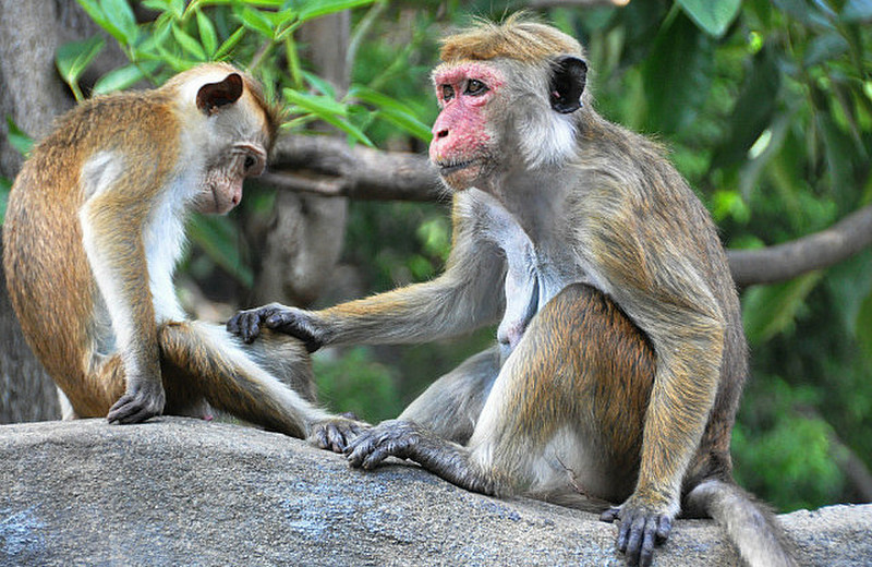 Red Faced Macaques