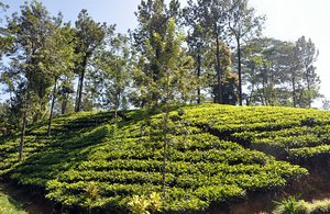 Tea Plantations Everywhere