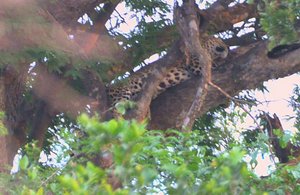 The Only Leopard We Saw
