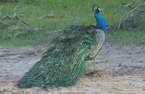 Deflated Peacock