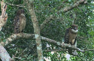 Sri Lankan Owls