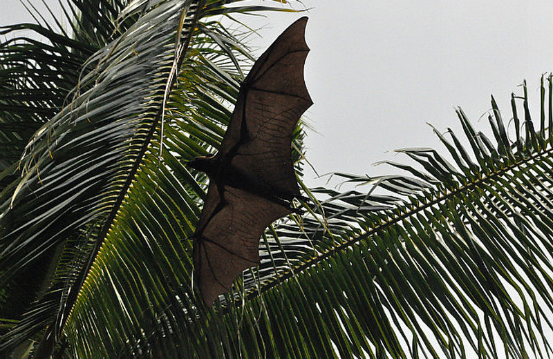 Island Bat
