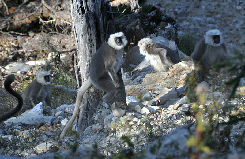 Gray Langur Monkey 