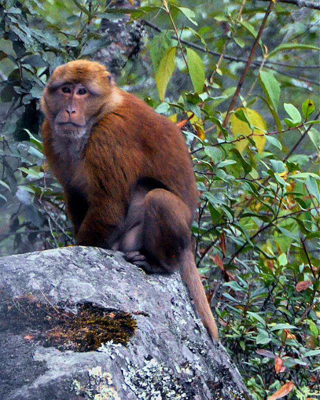 Bhutanese Monkey