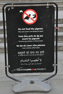 Not Many Pigeons Left In The Square
