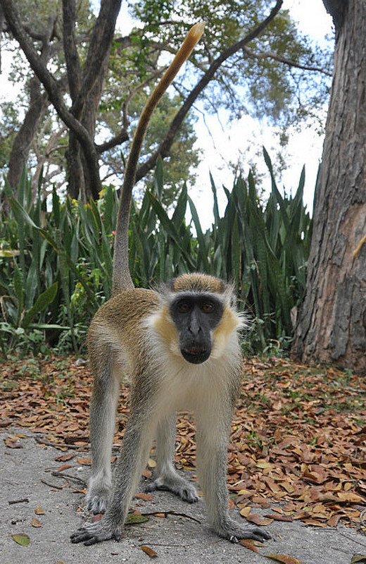 Barbados Monkeys
