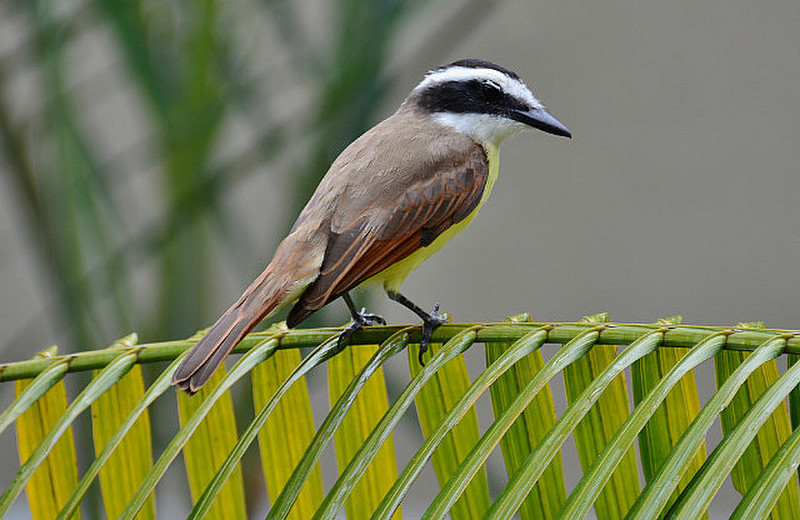 Bird Life In Jaco