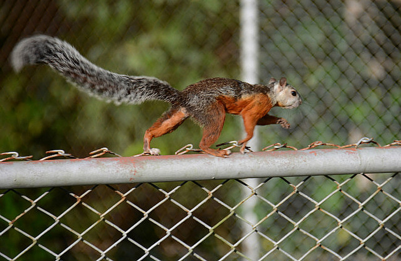 Squirrel Watching Tennis