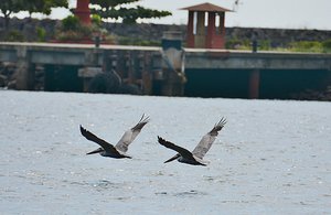 Jaco Pelicans