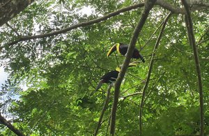 Toucans In The Trees