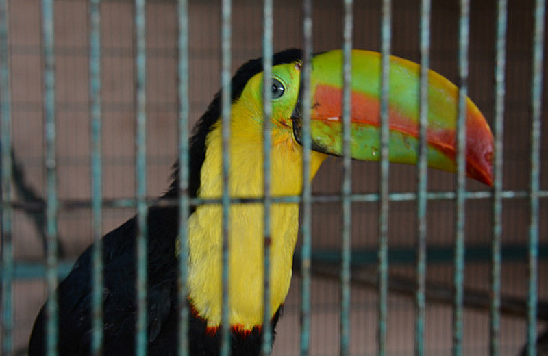 This Is A Toucan