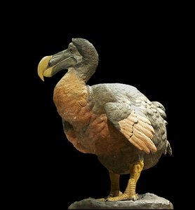 This Is What A Dodo Looked Like