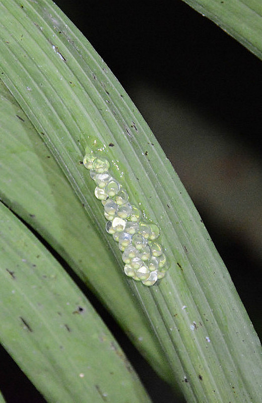More Tree Frog Eggs