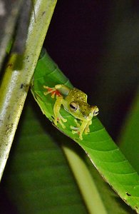 Another Tree Frog